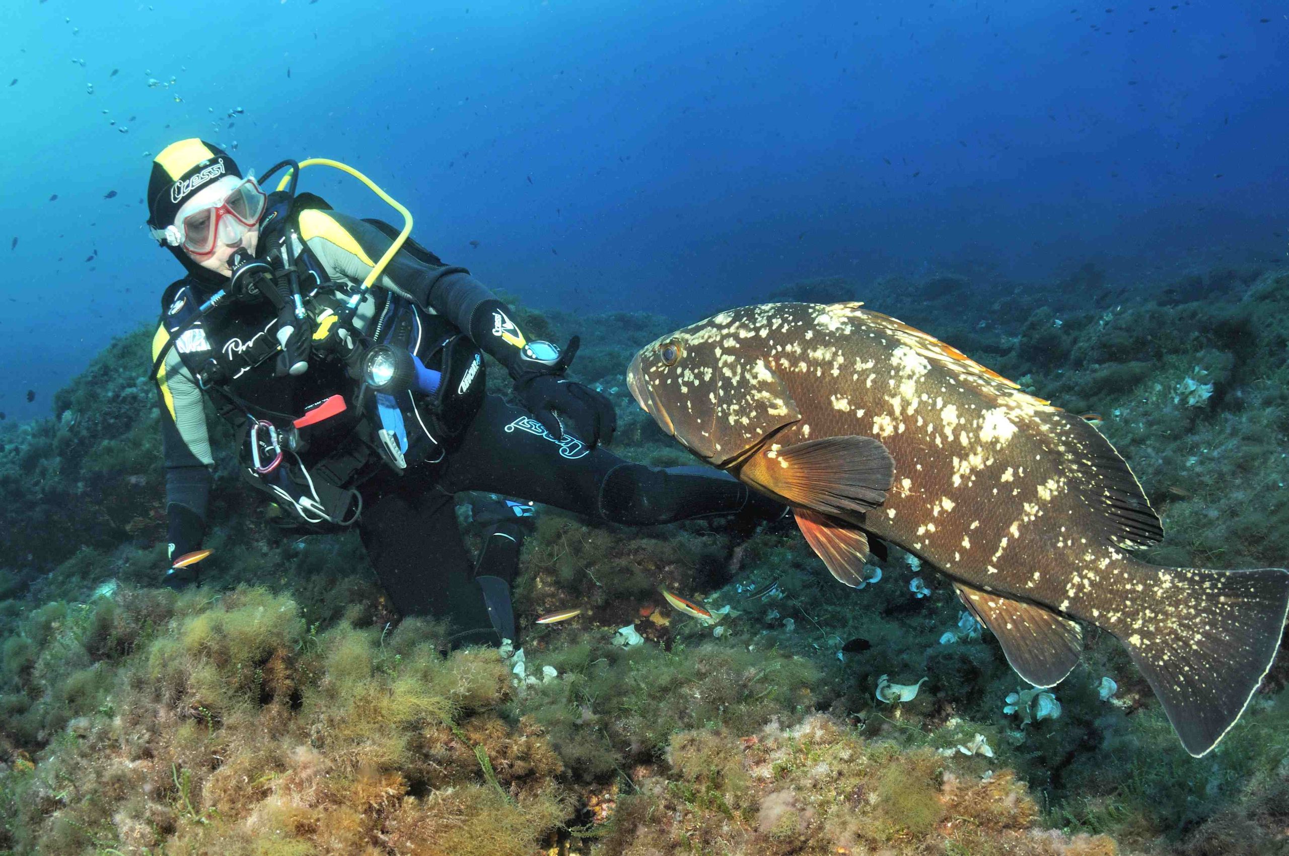 Plongeur face à un mérou sur un site des Îles d'Or
